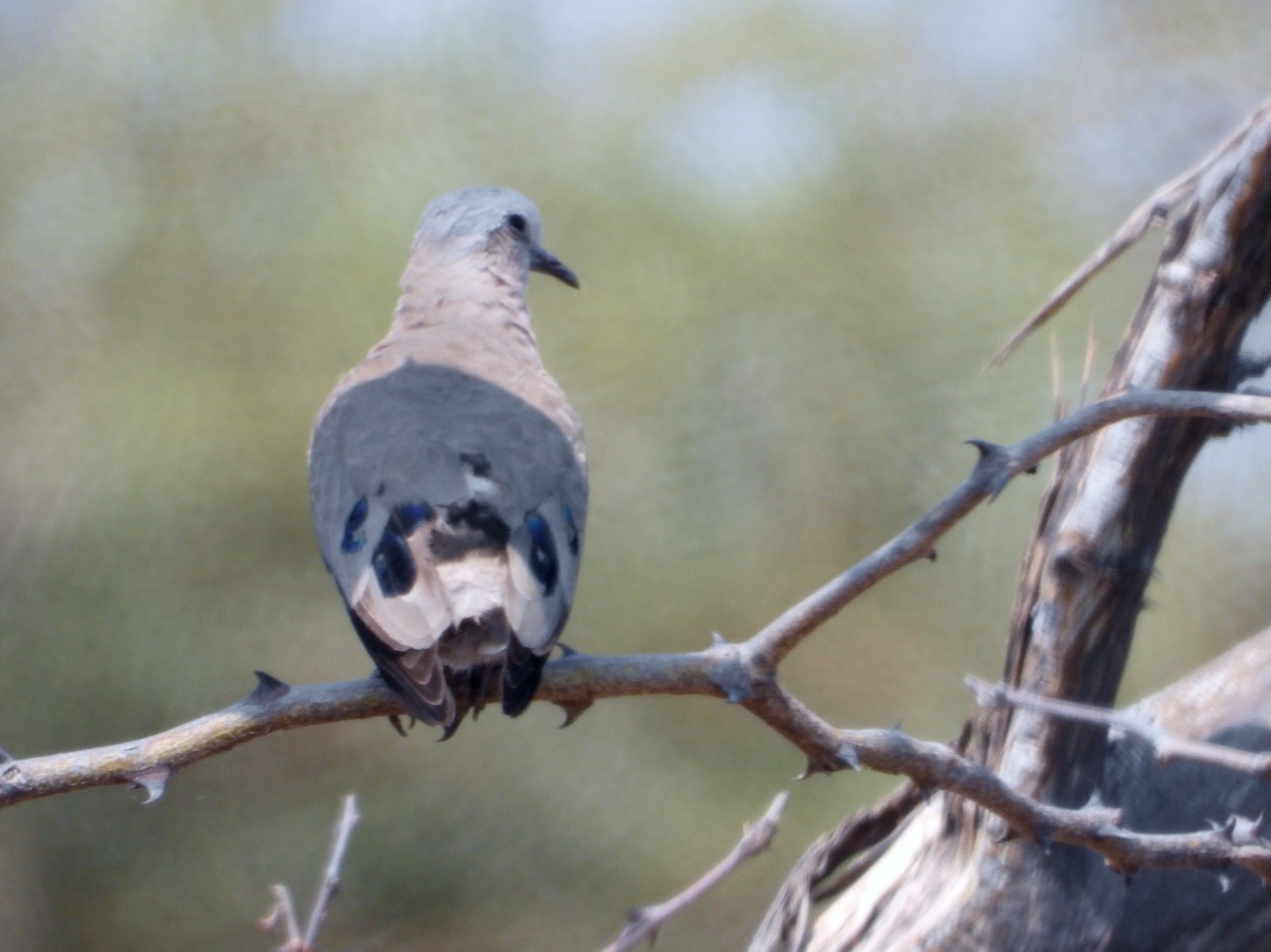Emerald-spotted Wood-Dove - ML610442723