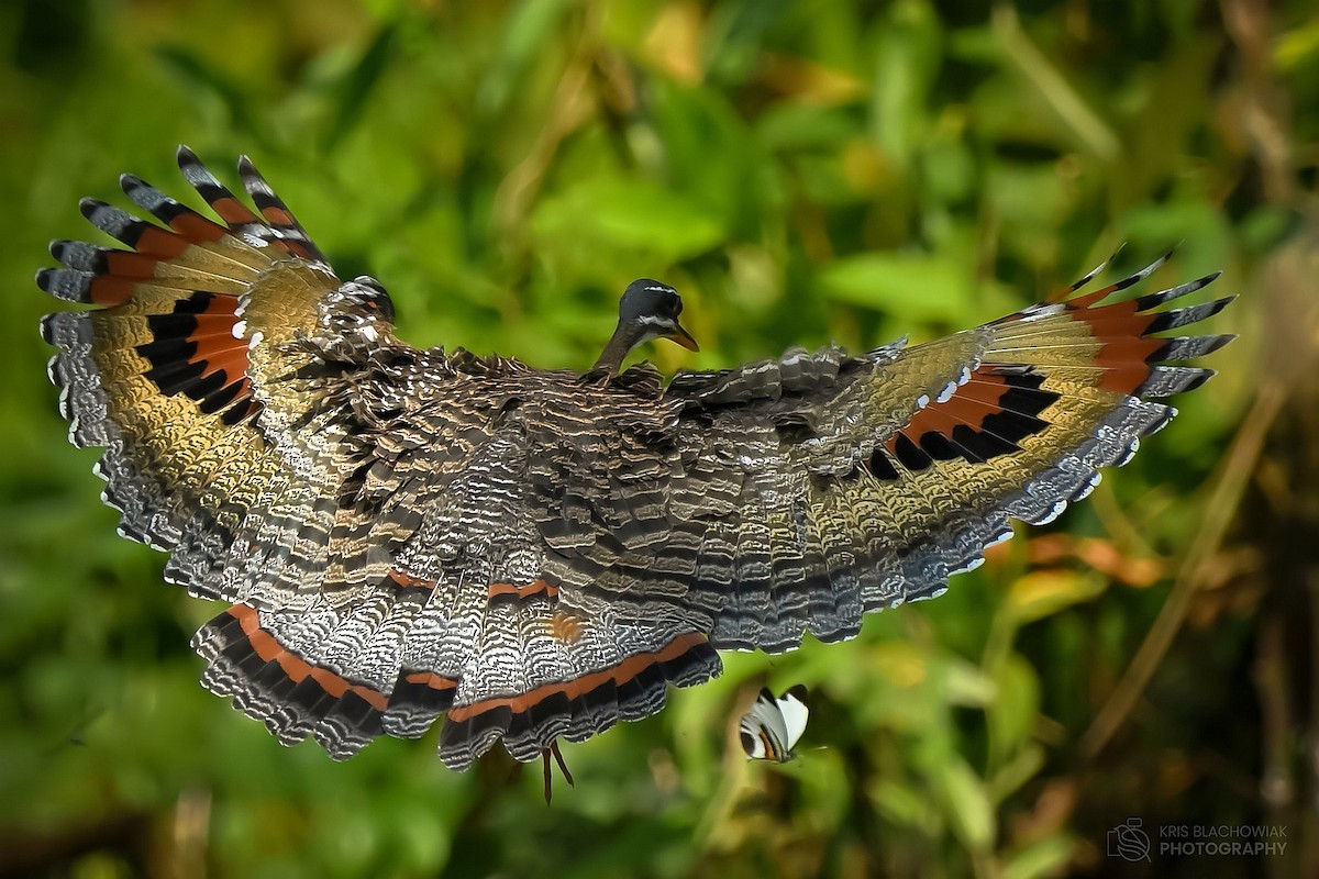 Sunbittern (Amazonian) - ML610442799