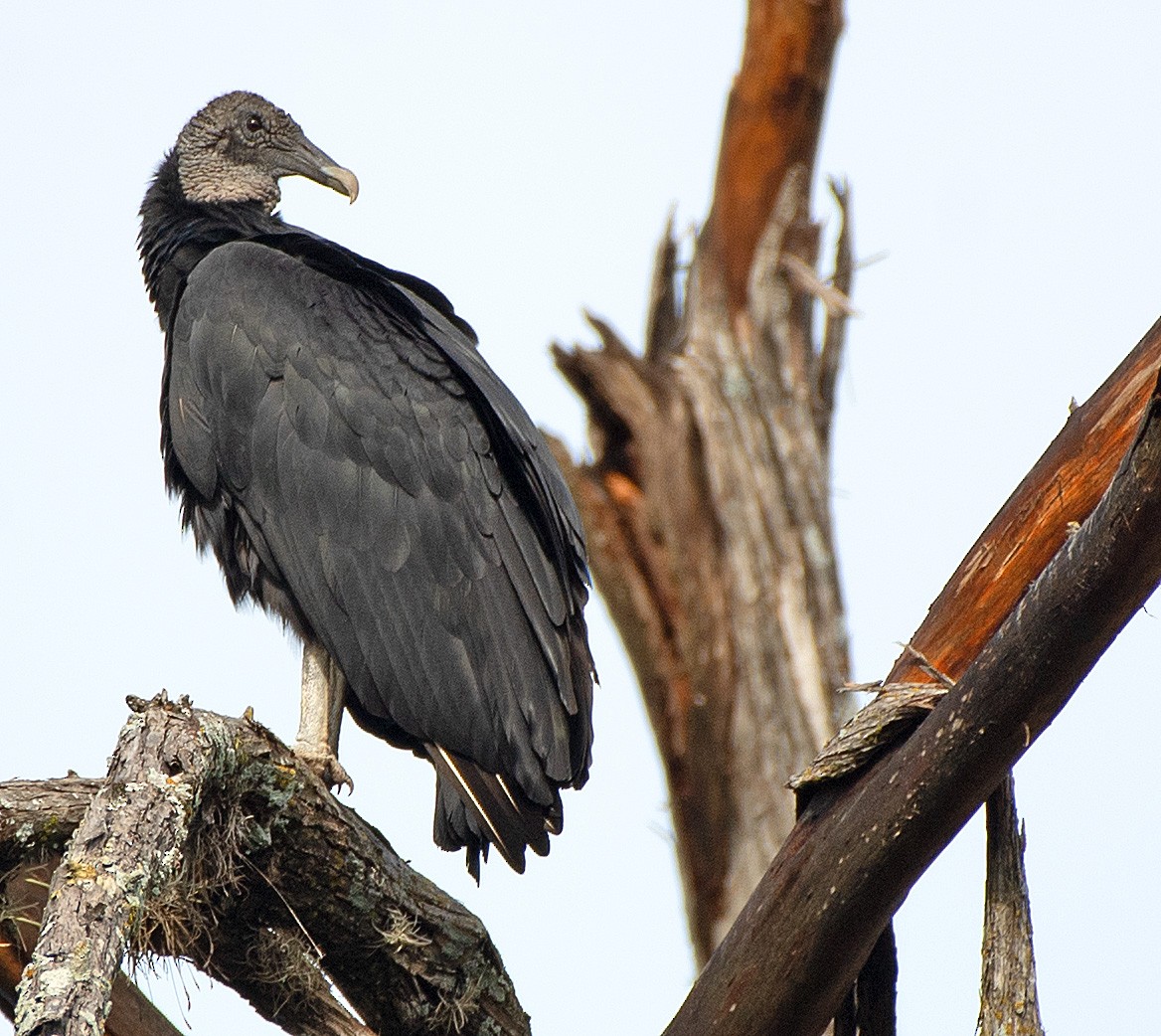 Black Vulture - ML610442812