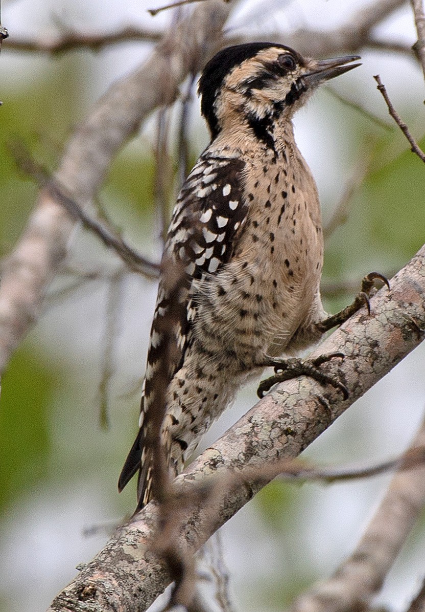 Ladder-backed Woodpecker - ML610442817