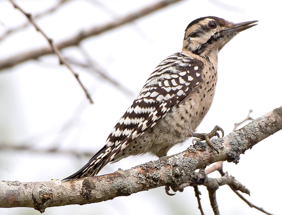 Ladder-backed Woodpecker - ML610442818