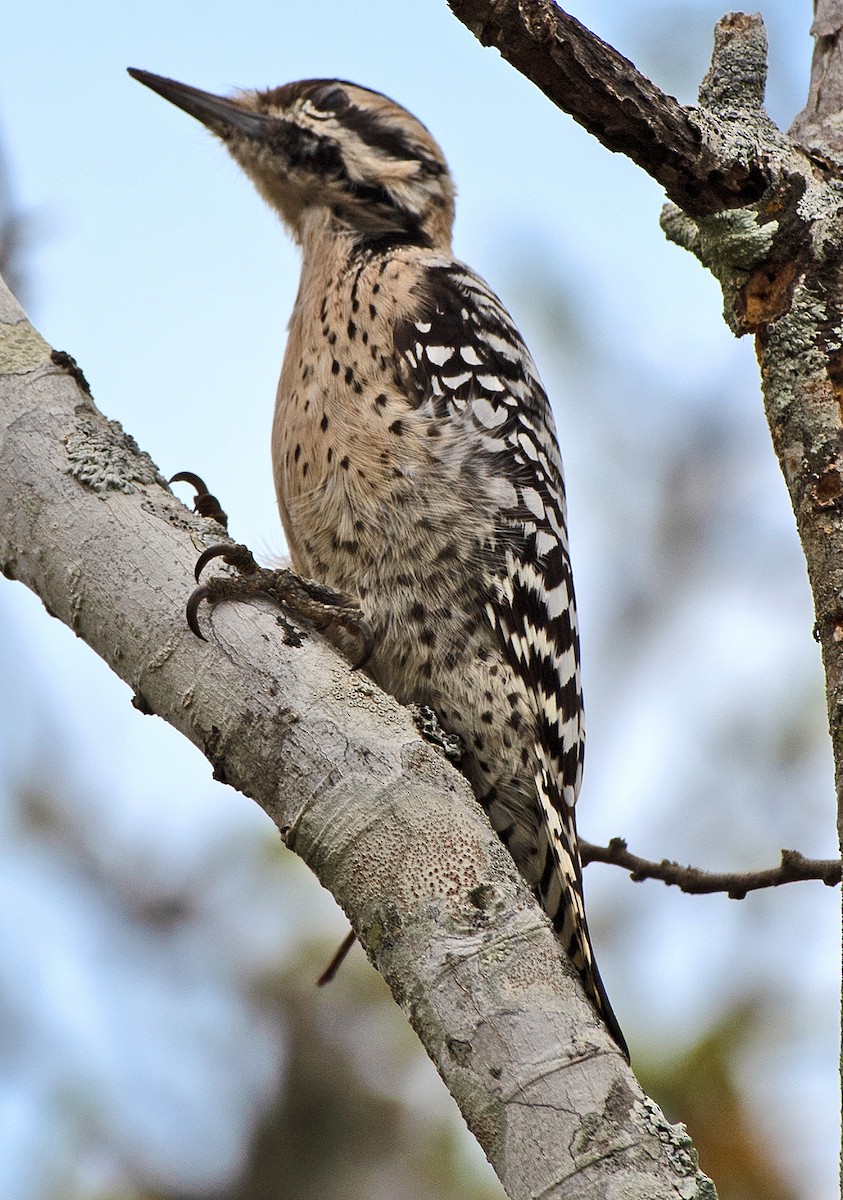 Ladder-backed Woodpecker - ML610442819