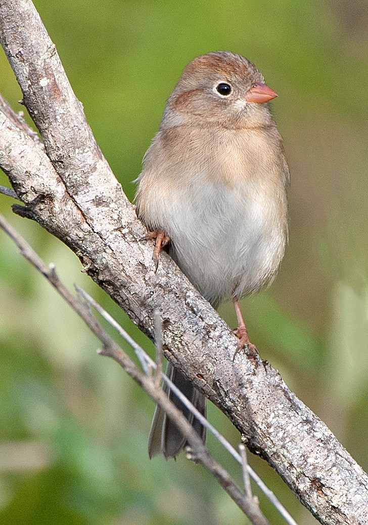 Field Sparrow - ML610442825