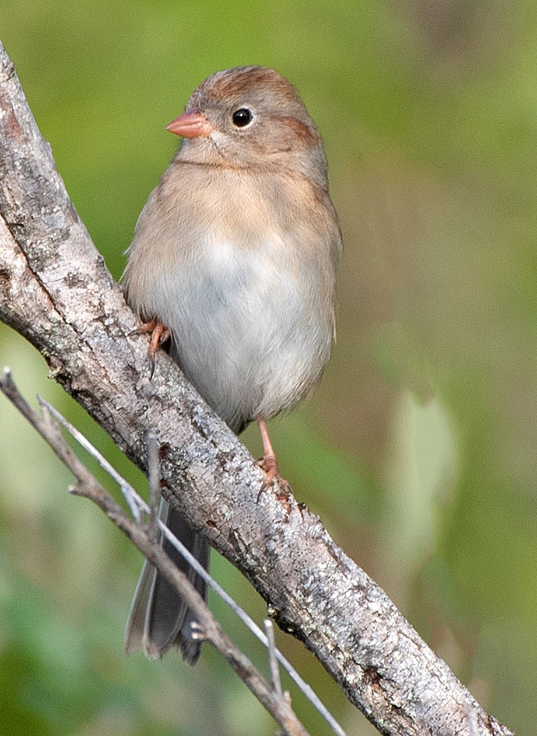 Field Sparrow - ML610442826