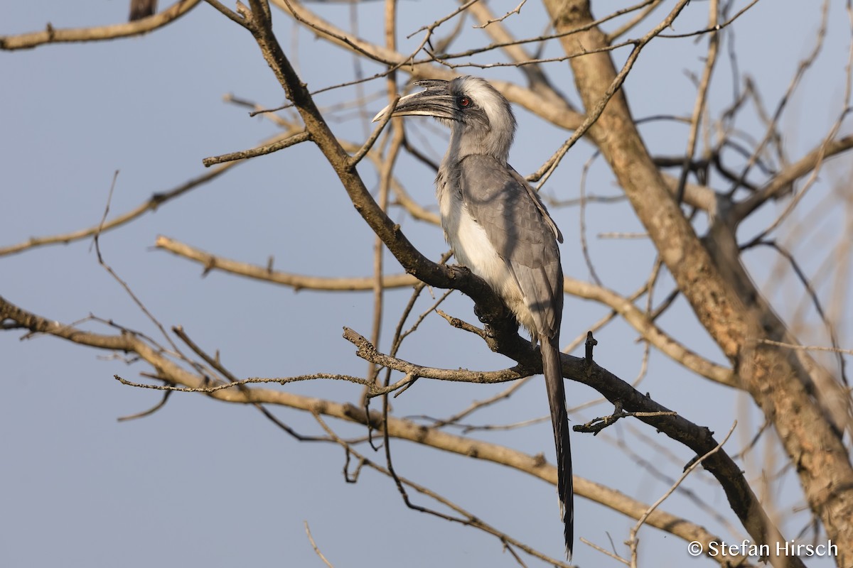 Indian Gray Hornbill - ML610442946