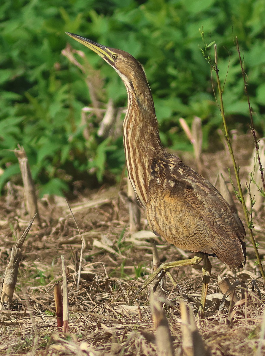 American Bittern - ML610442956