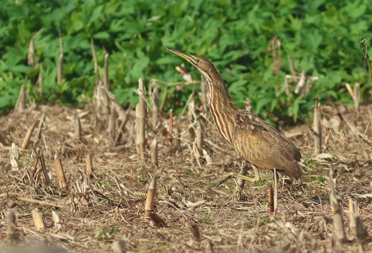 American Bittern - Peter Alfrey