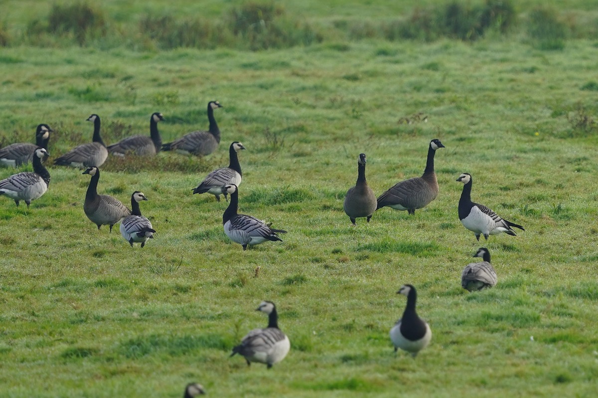 Цагаан шанаат галуу - ML610442986