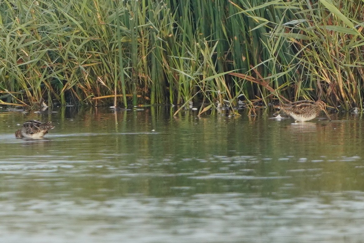 Common Snipe - Richard Maarschall