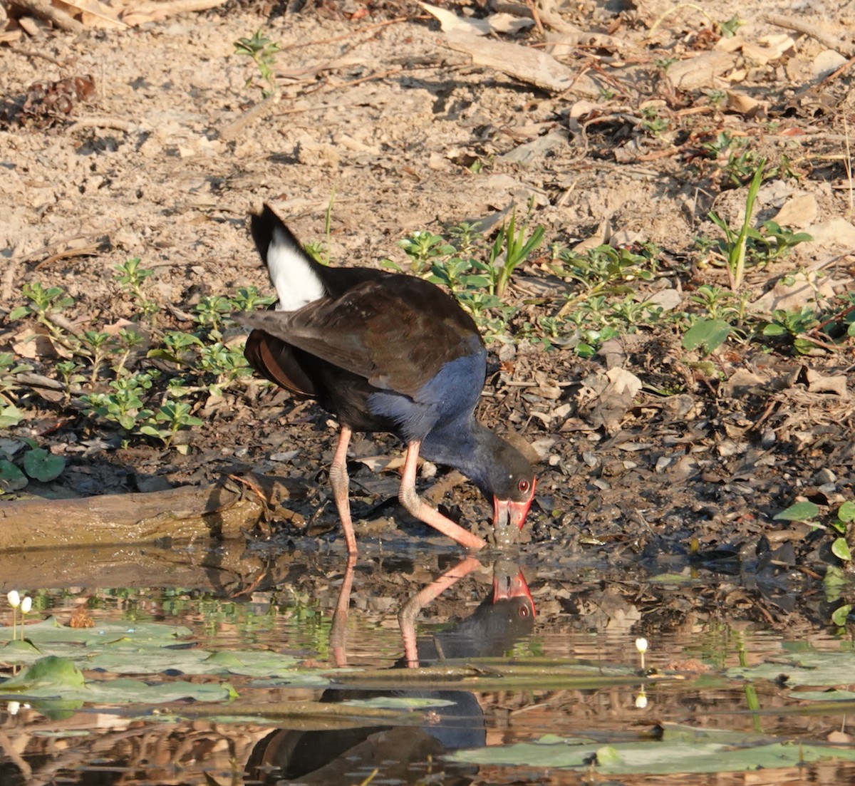 Australasian Swamphen - ML610443061