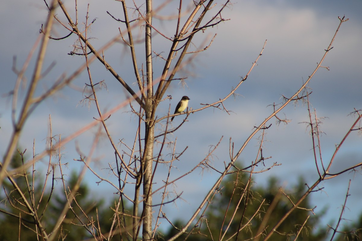 Eastern Phoebe - ML610443125