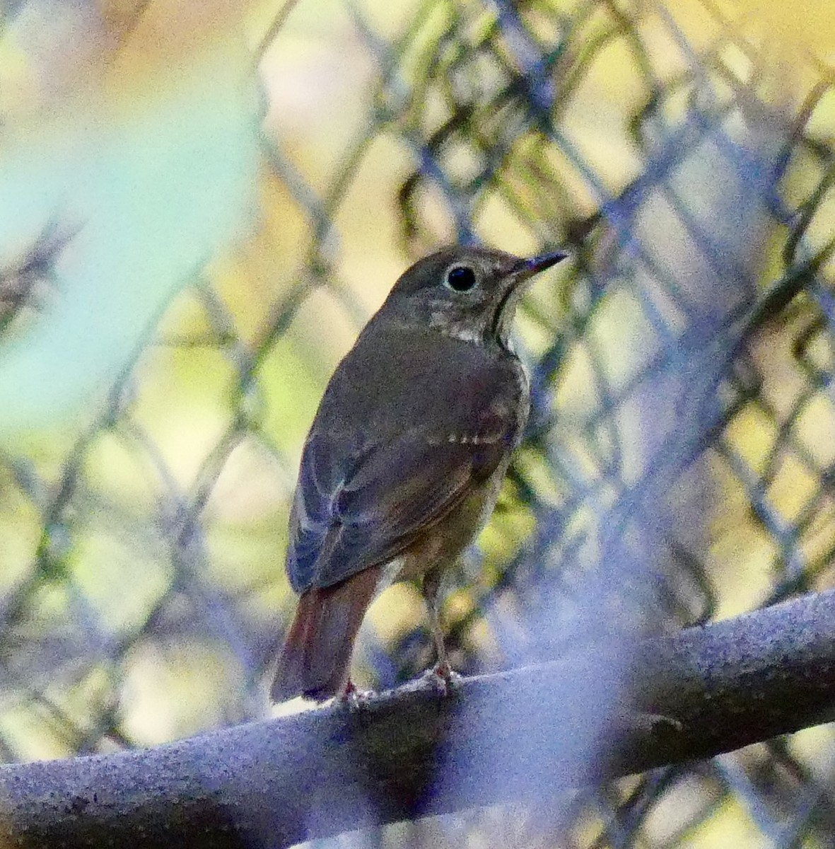 Hermit Thrush - Russell Taylor
