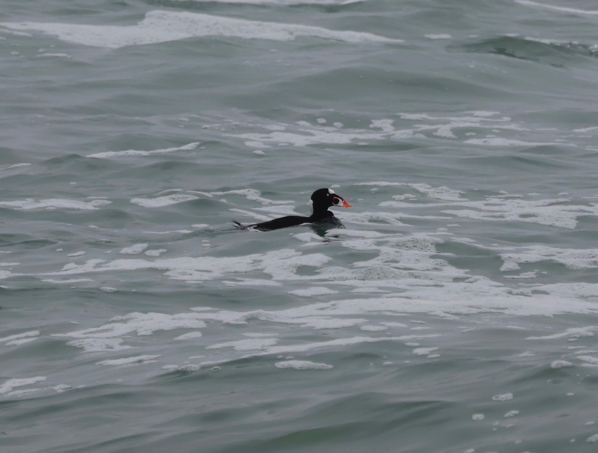 Surf Scoter - ML610443179