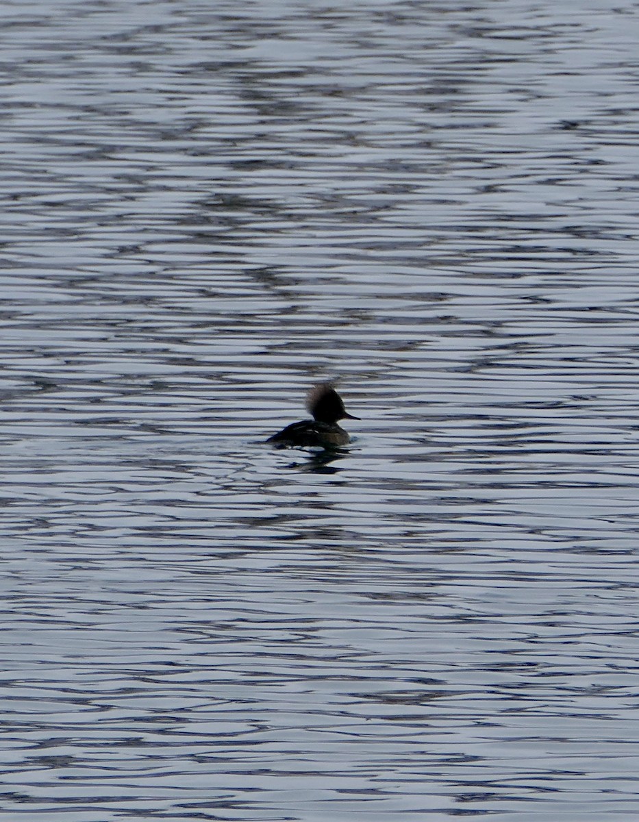 Hooded Merganser - Jim St Laurent