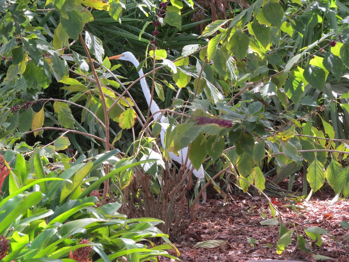 Great Egret - ML610443315