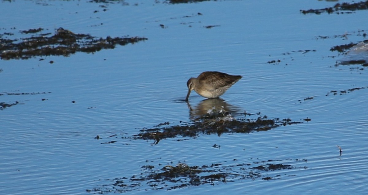 Long-billed Dowitcher - ML610443316