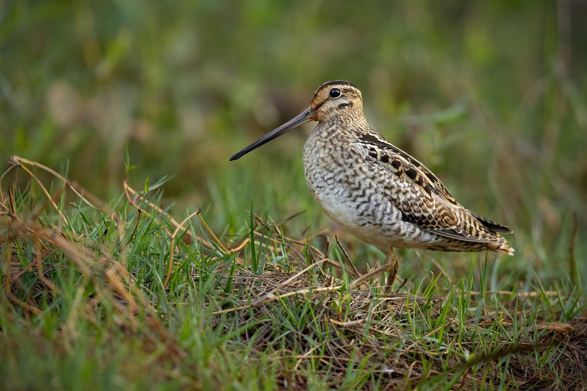 Latham's Snipe - JJ Harrison
