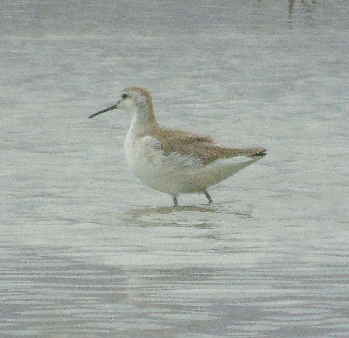 Wilson's Phalarope - ML610443426