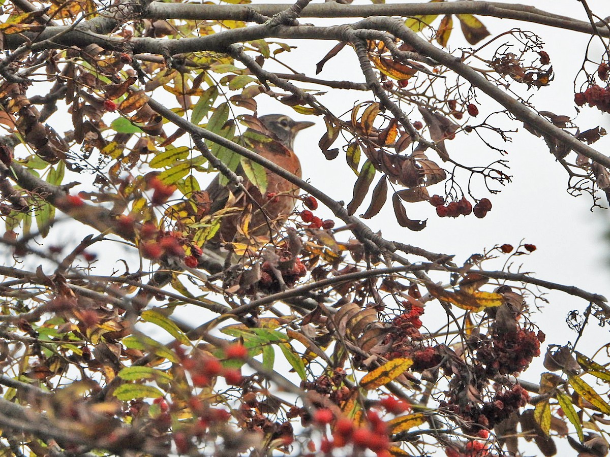 American Robin - ML610443453