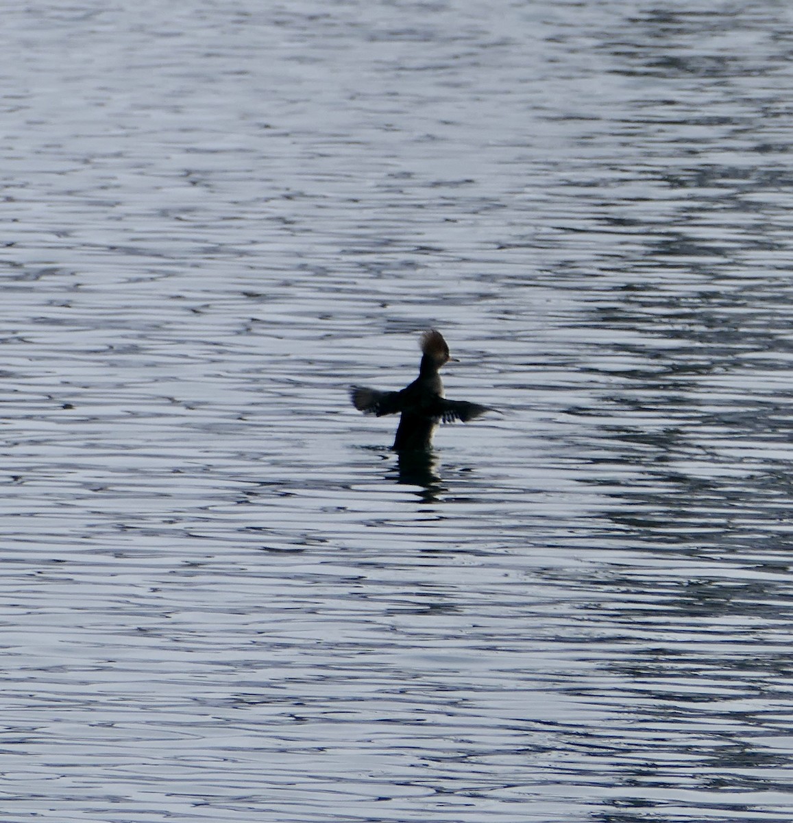 Hooded Merganser - ML610443495