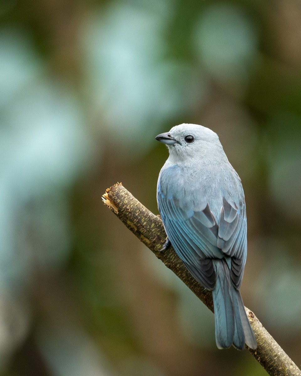 Blue-gray Tanager - ML610443545