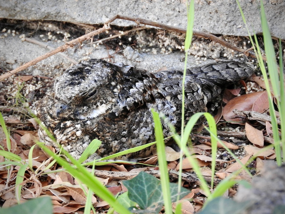 Common Poorwill - TJ Hastings