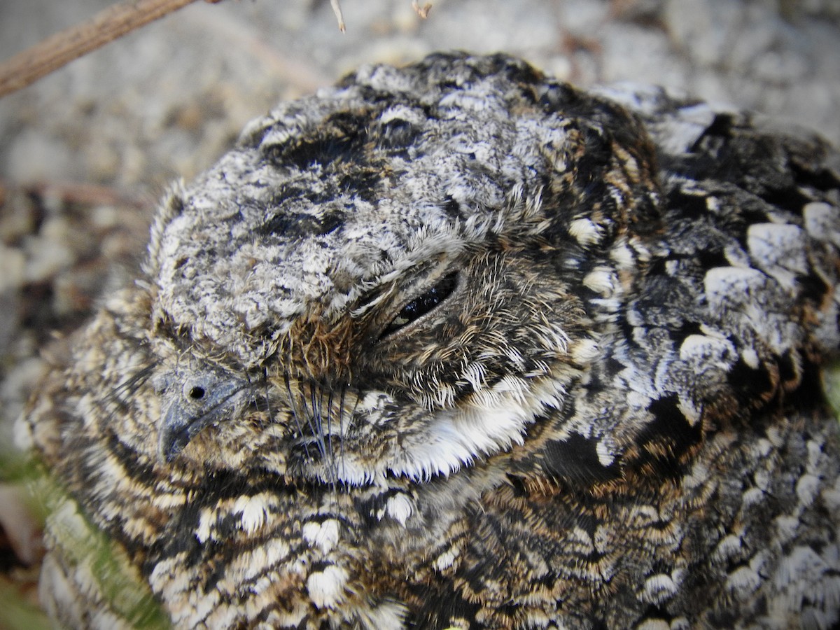 Common Poorwill - TJ Hastings