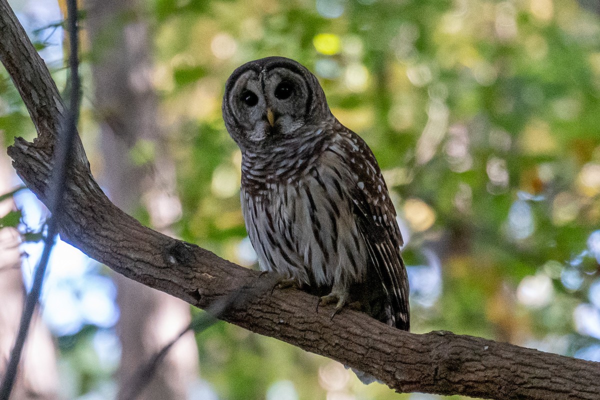 Barred Owl - ML610443638