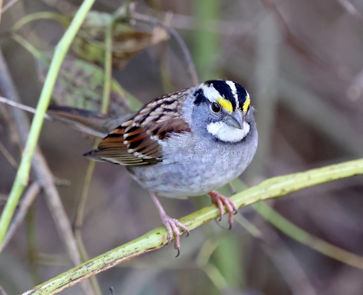 White-throated Sparrow - ML610443708