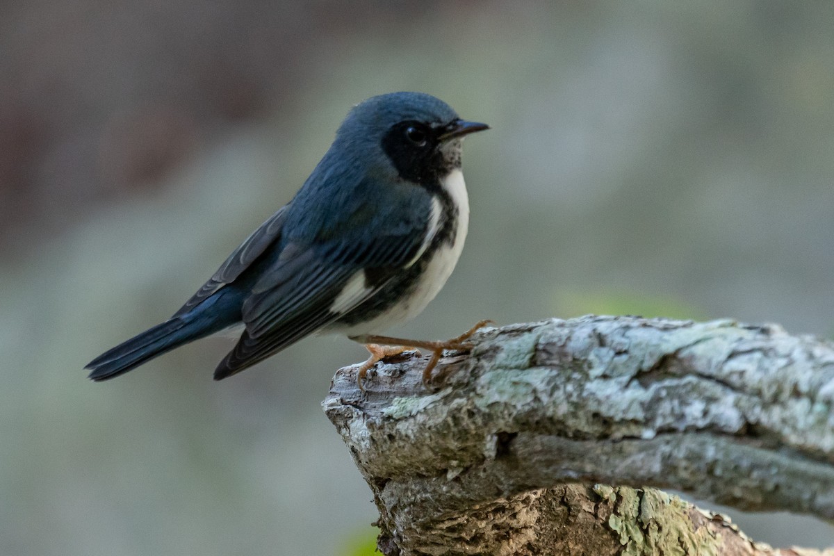 Black-throated Blue Warbler - ML610443712