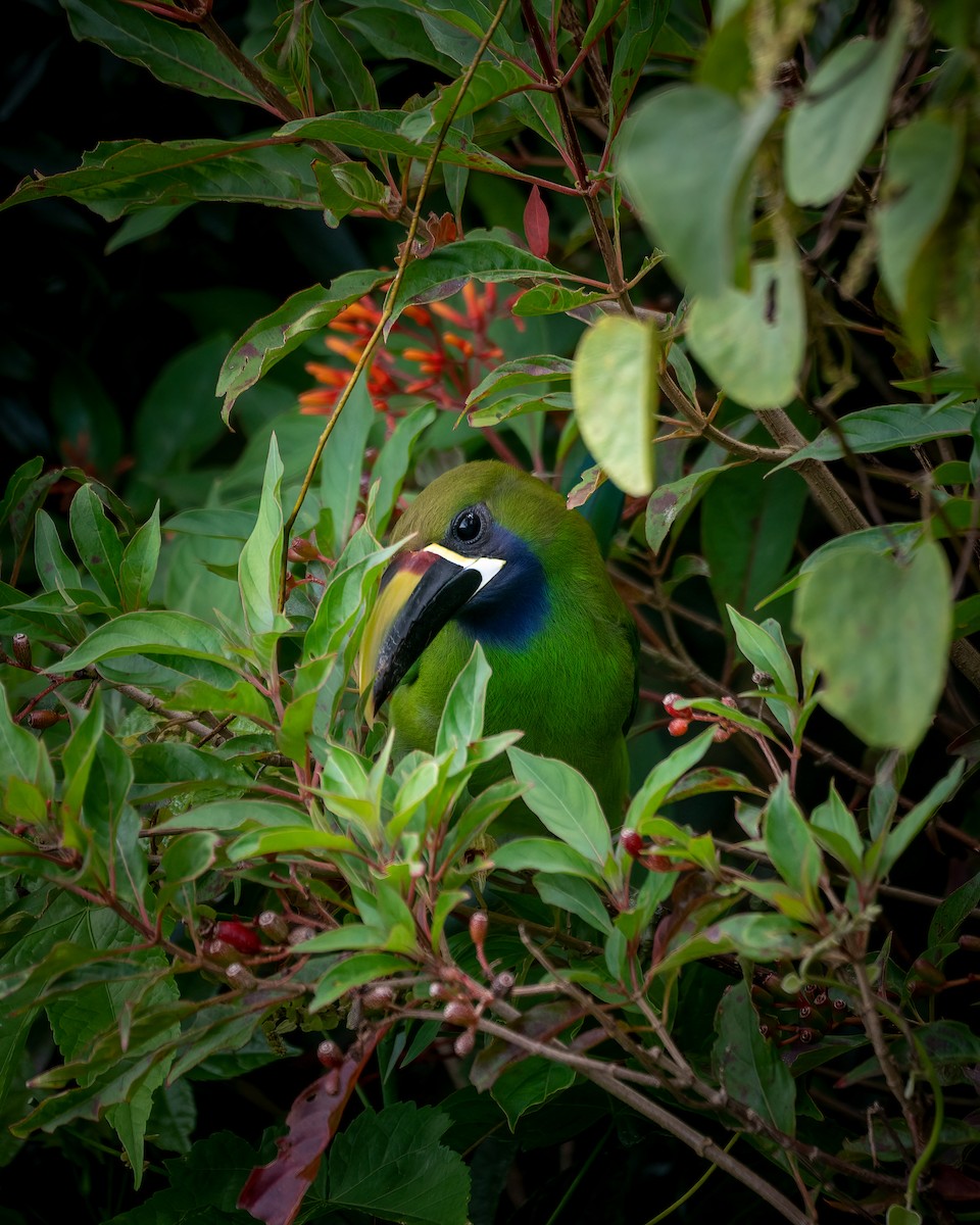 Toucanet émeraude - ML610443789