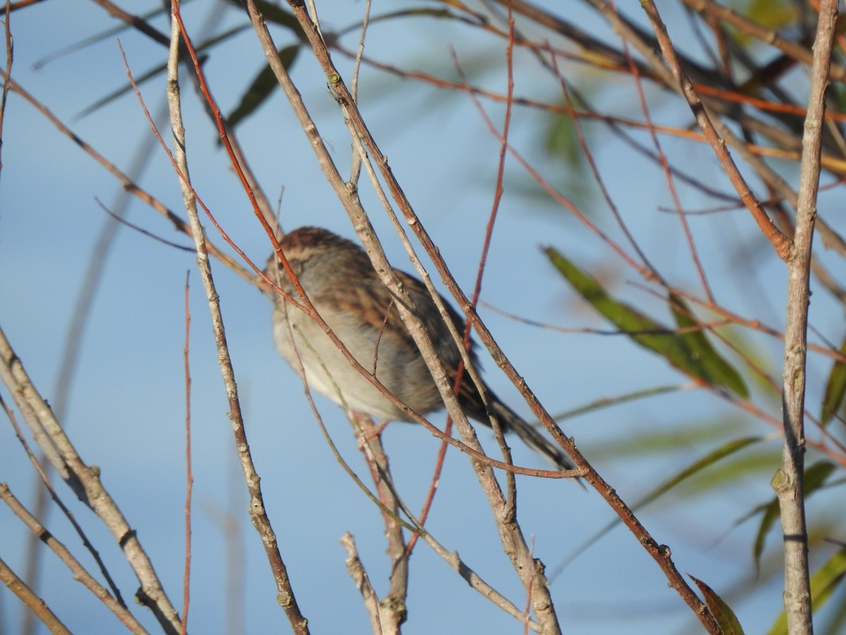 Chipping Sparrow - ML610443929