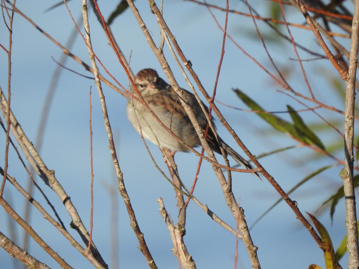 Chipping Sparrow - ML610443930