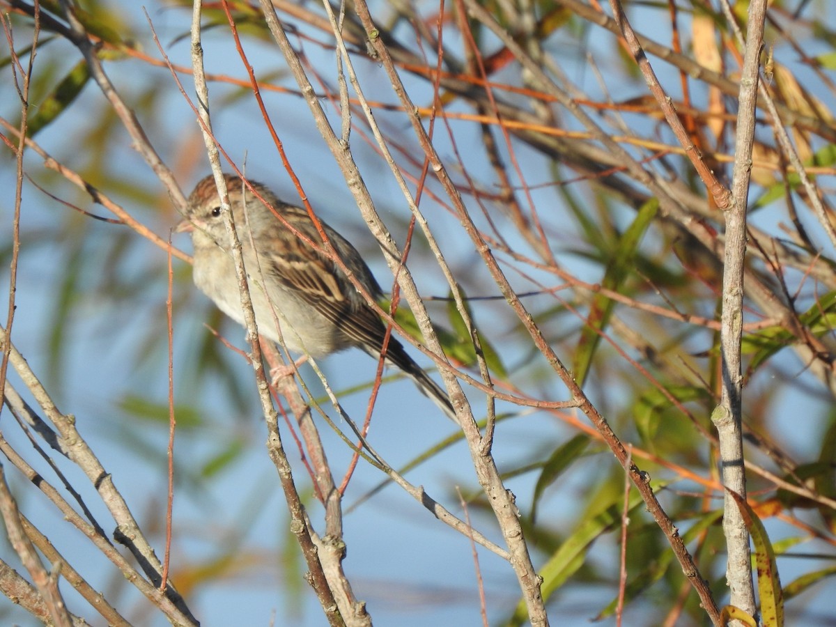 Chipping Sparrow - ML610443932