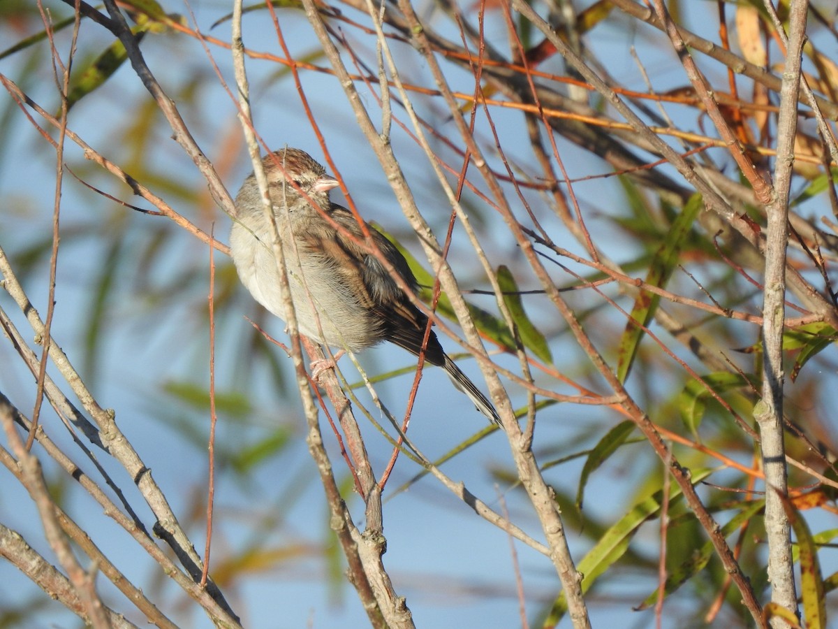 Chipping Sparrow - ML610443934