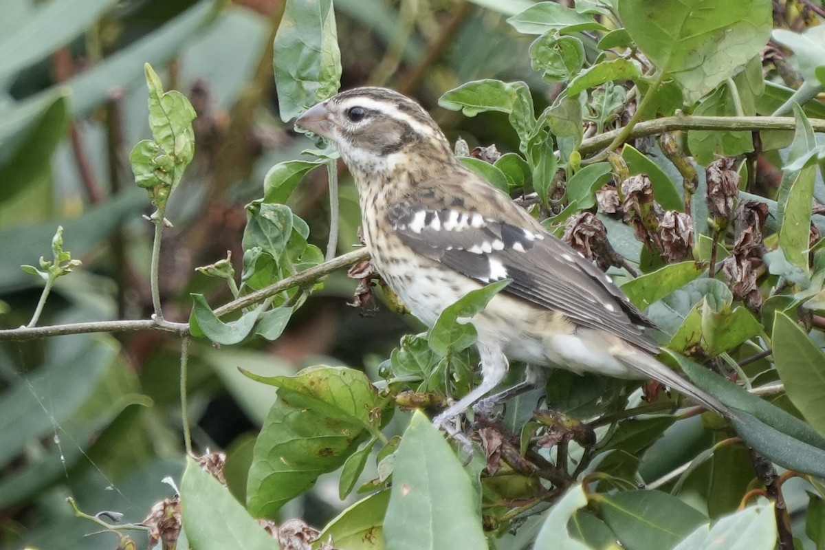 Rose-breasted Grosbeak - ML610443998