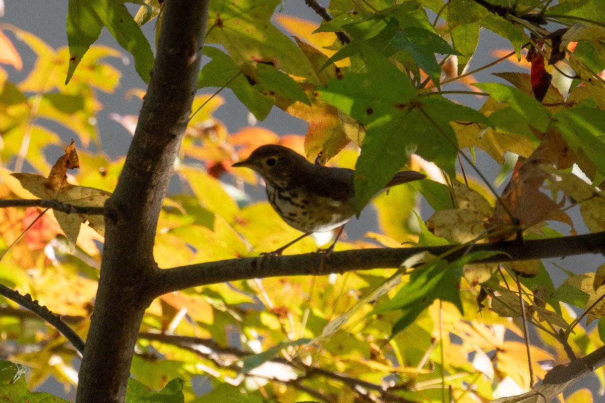 Swainson's Thrush - ML610444060