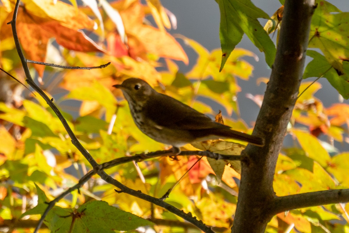 Swainson's Thrush - ML610444061