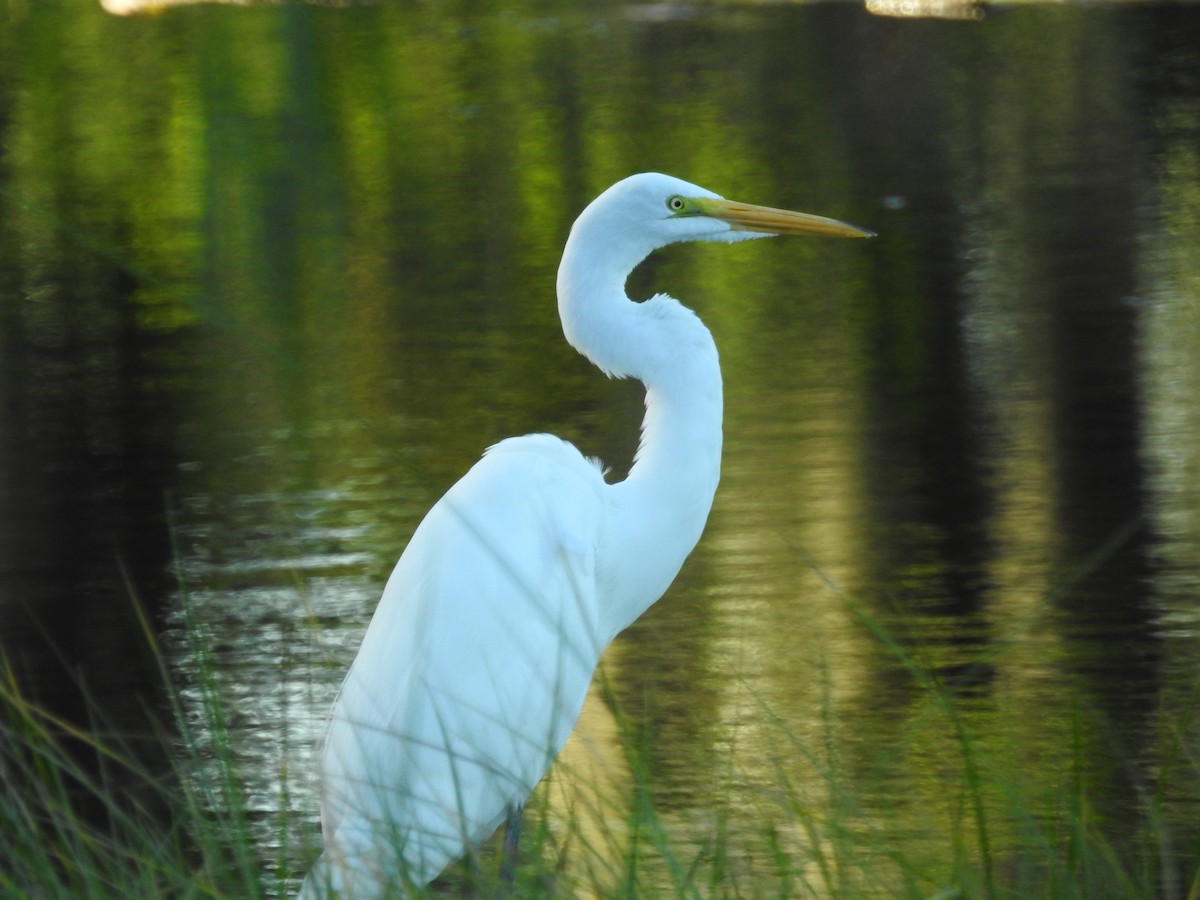 Great Egret - ML610444218