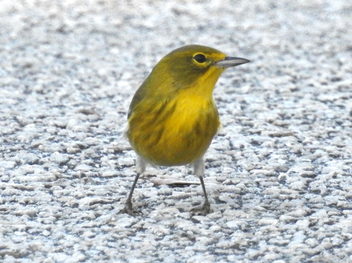 Pine Warbler - ML610444221