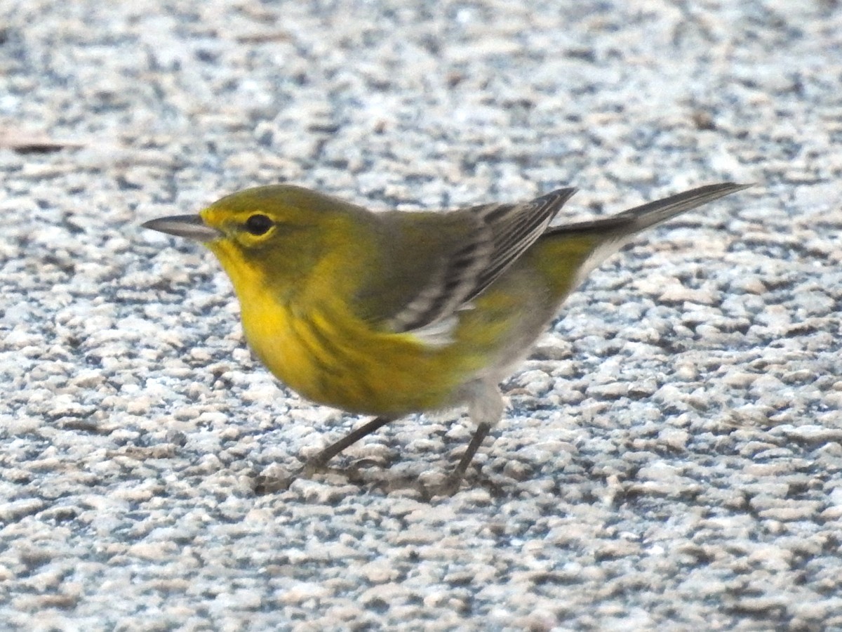 Pine Warbler - ML610444222