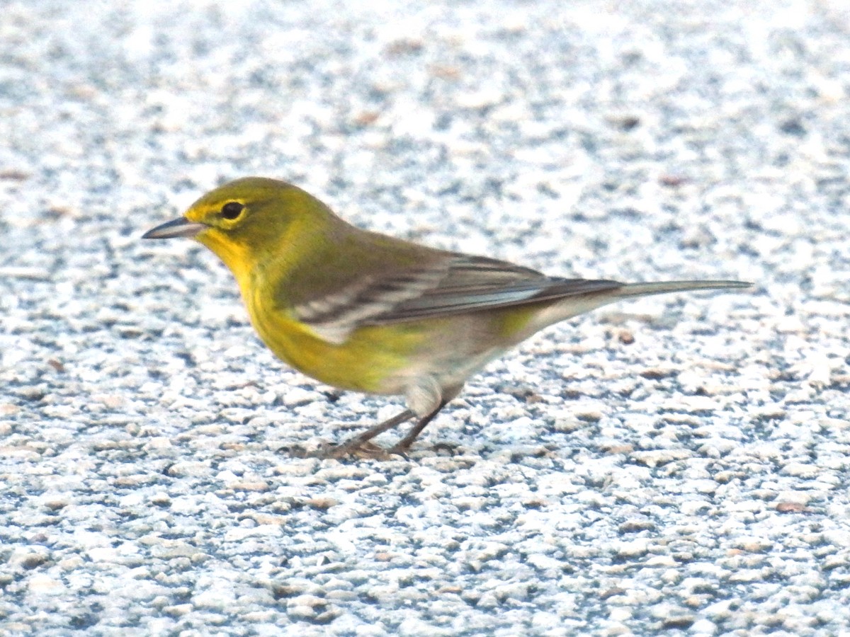 Pine Warbler - ML610444224