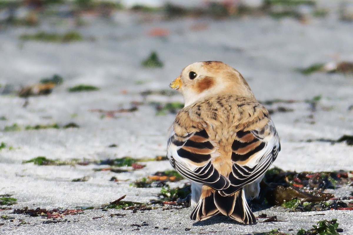 Snow Bunting - ML610444248