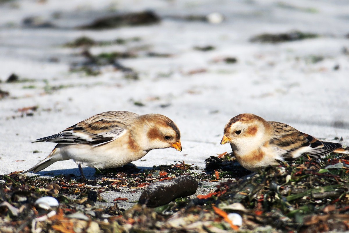 Snow Bunting - Adrian Dorst