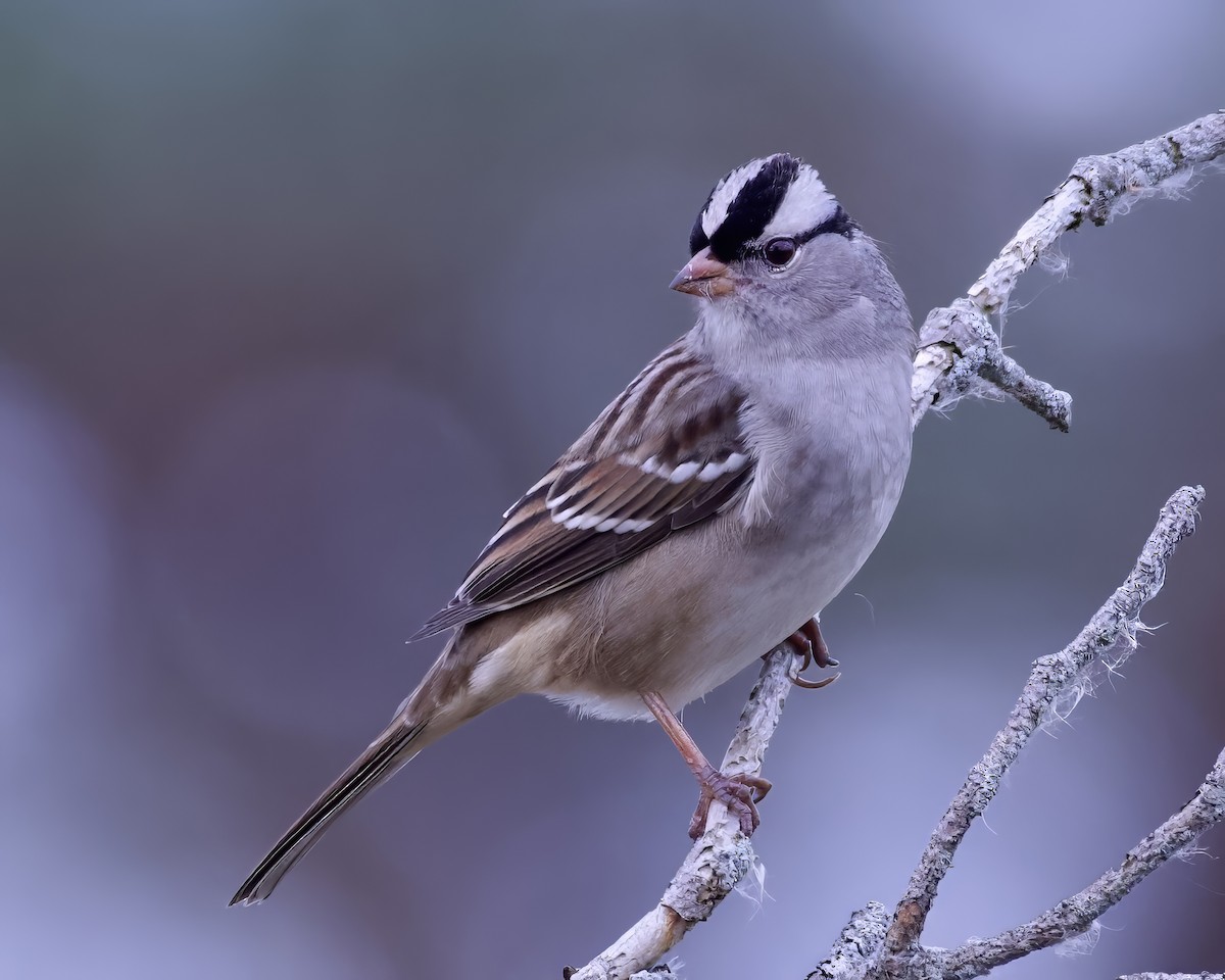 White-crowned Sparrow - Alan Bloom