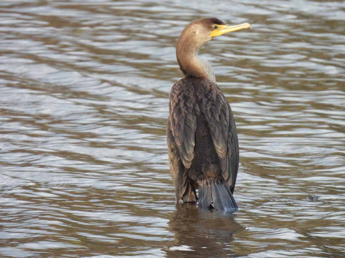 Double-crested Cormorant - Kristina Beeby Curtis