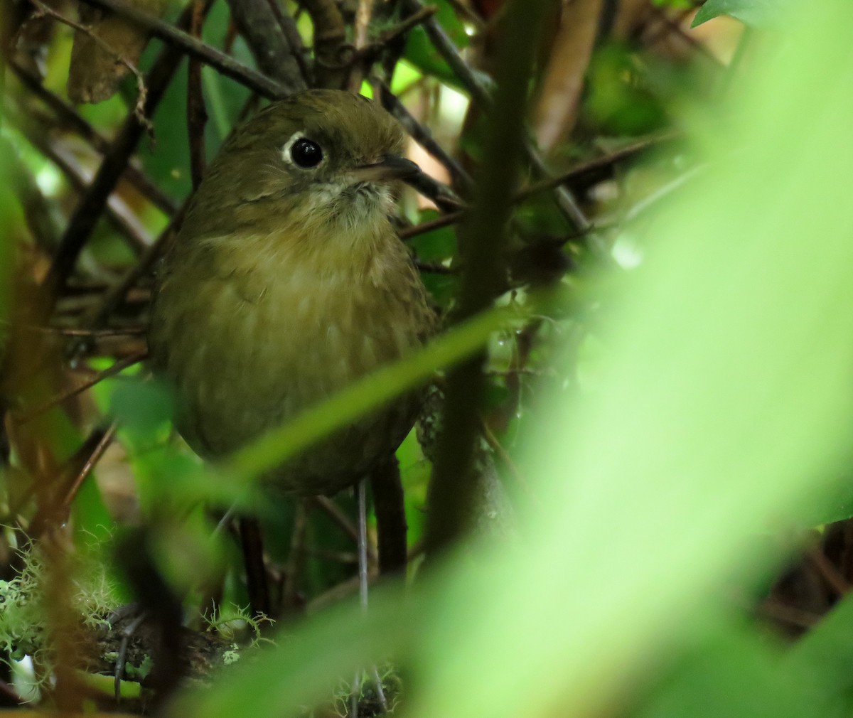 Perija Antpitta - ML610444598