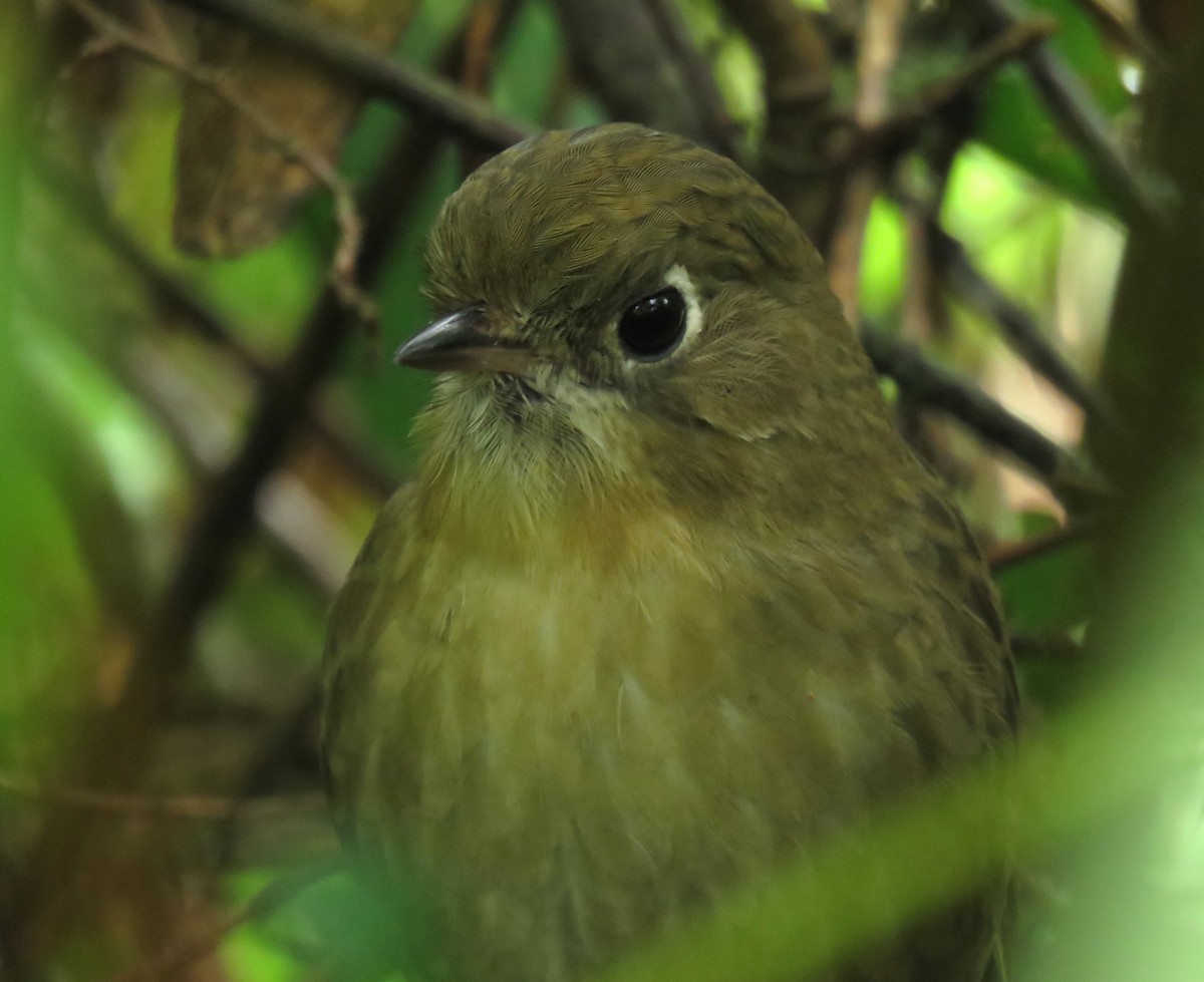 Perija Antpitta - ML610444599