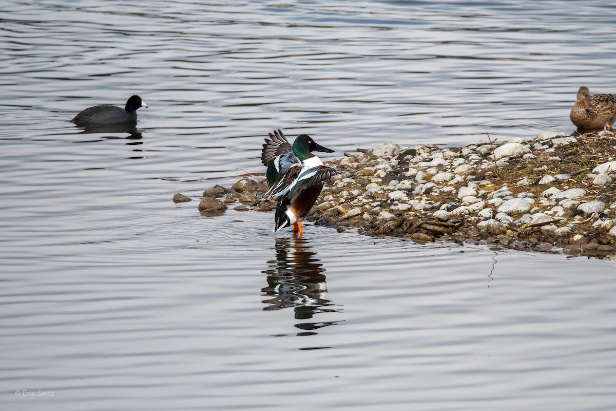 Northern Shoveler - Eric Seitz