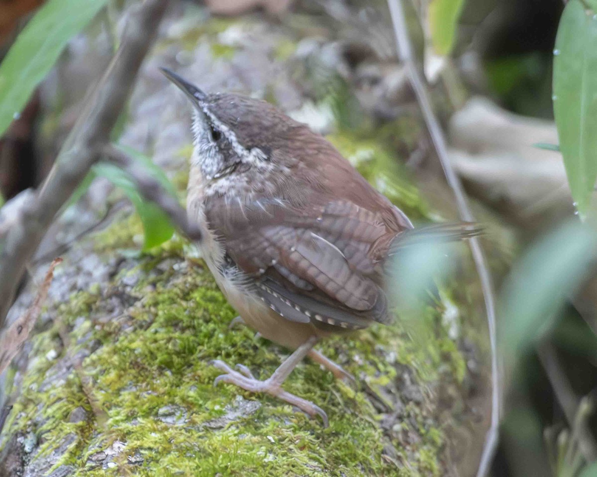 Carolina Wren - ML610444835